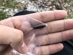 Anisolabis littorea