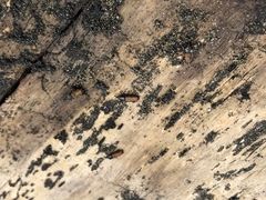 Mesites pallidipennis
