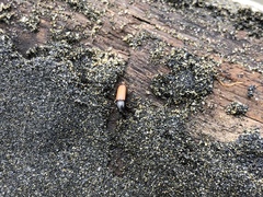 Mesites pallidipennis