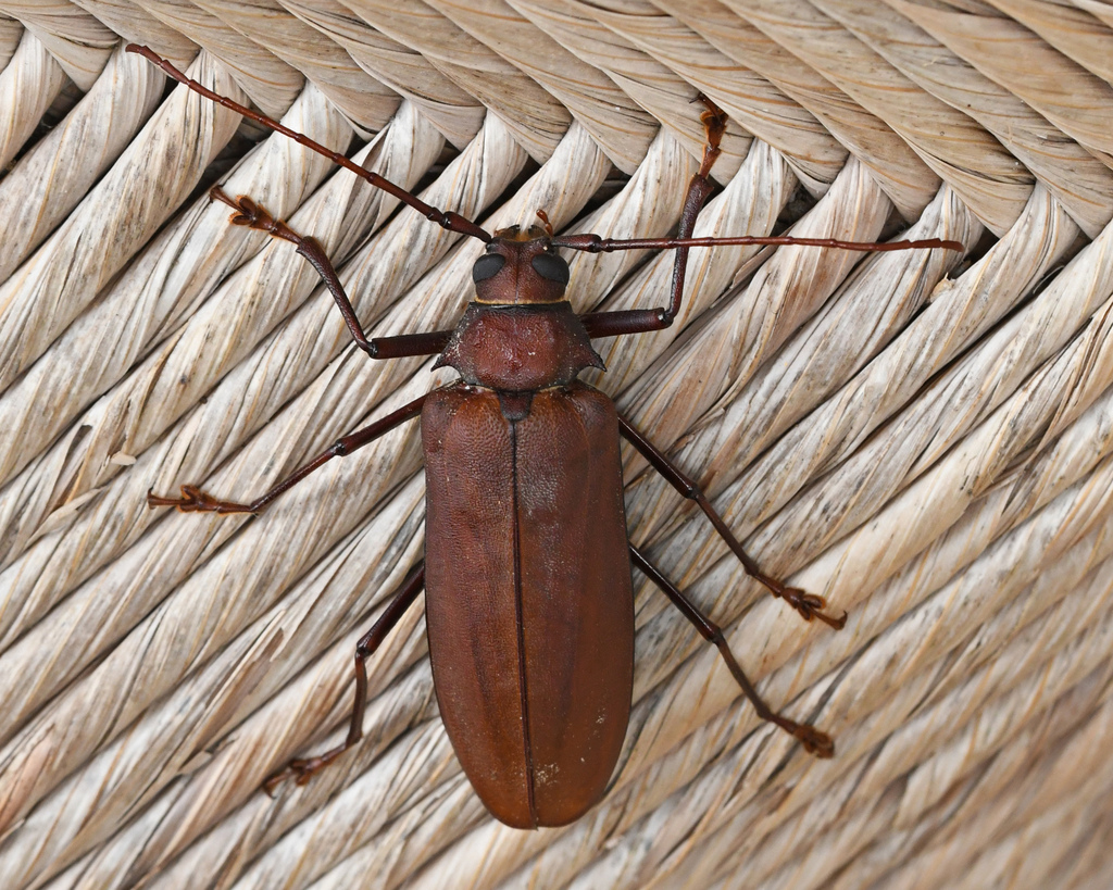 Strongylaspis corticaria