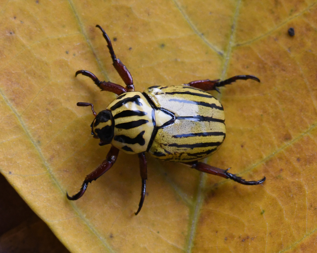 Rutela dorcyi