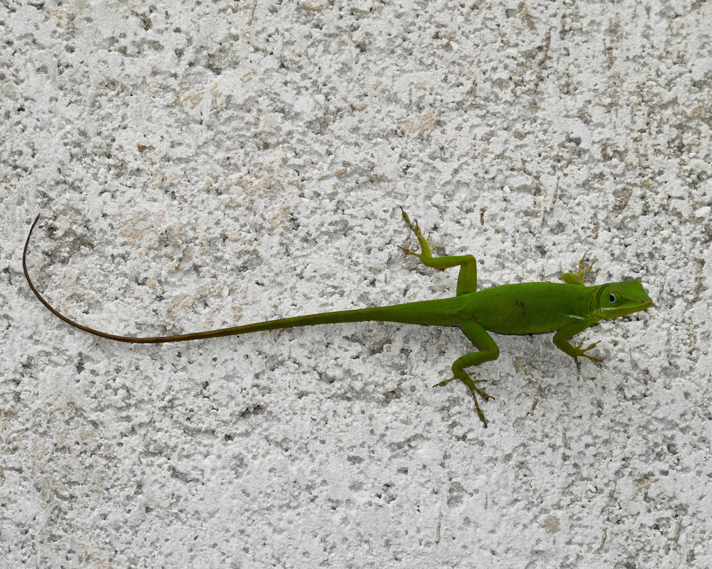 Barahona Green Anole