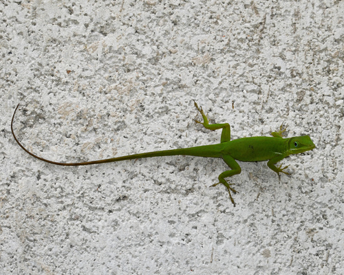Barahona Green Anole