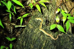 Trimeresurus kuiburi