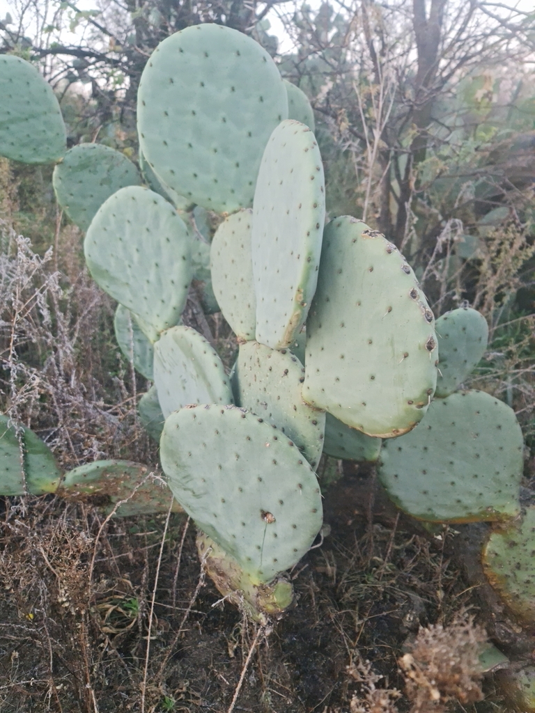 nopal-tap-n-from-fochville-2515-south-africa-on-june-24-2023-at-05