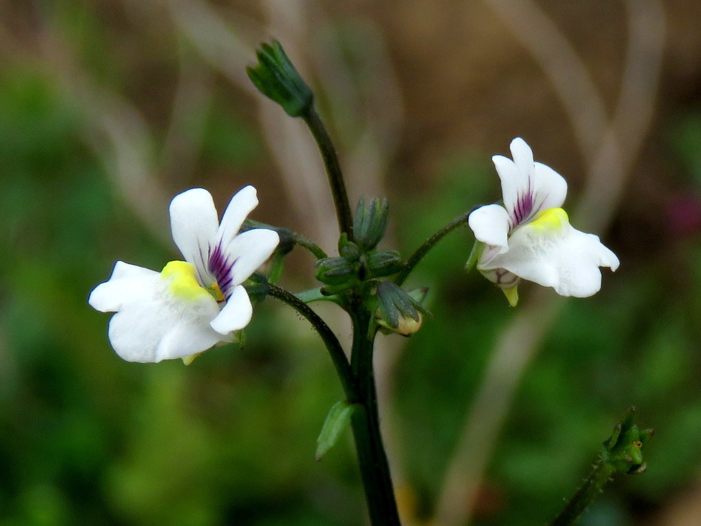 Nemesia lucida