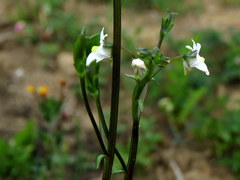 Nemesia lucida