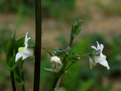 Nemesia lucida