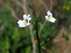 Nemesia lucida