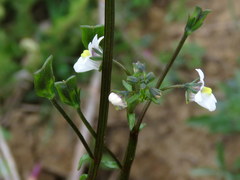 Nemesia lucida
