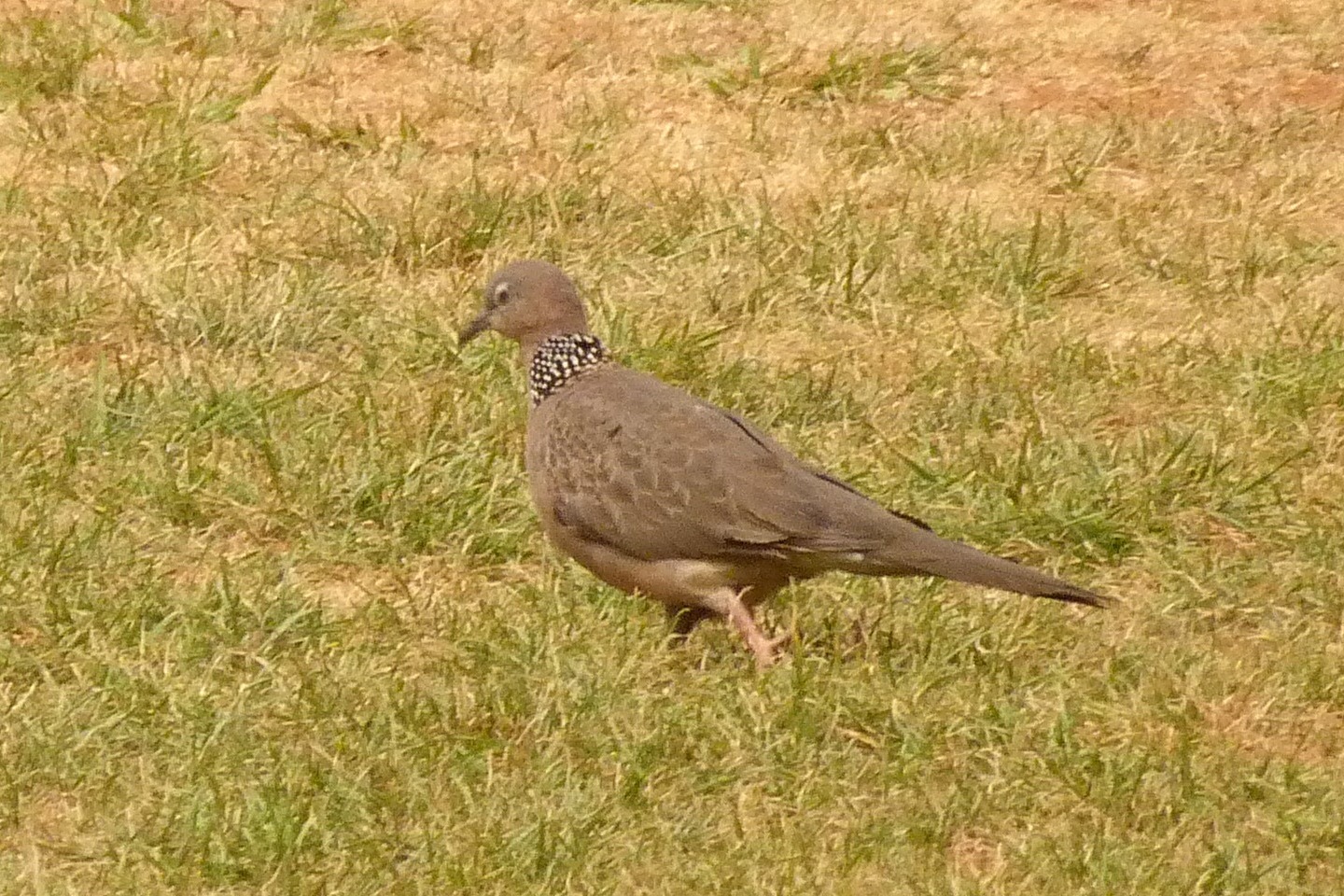 Spotted Dove