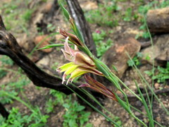 Gladiolus permeabilis permeabilis