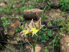 Gladiolus permeabilis permeabilis
