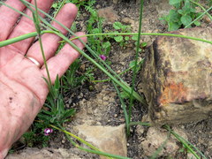 Gladiolus permeabilis permeabilis