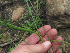 Gladiolus permeabilis permeabilis