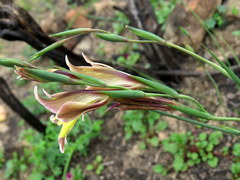 Gladiolus permeabilis permeabilis