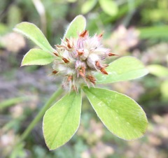 Trifolium striatum