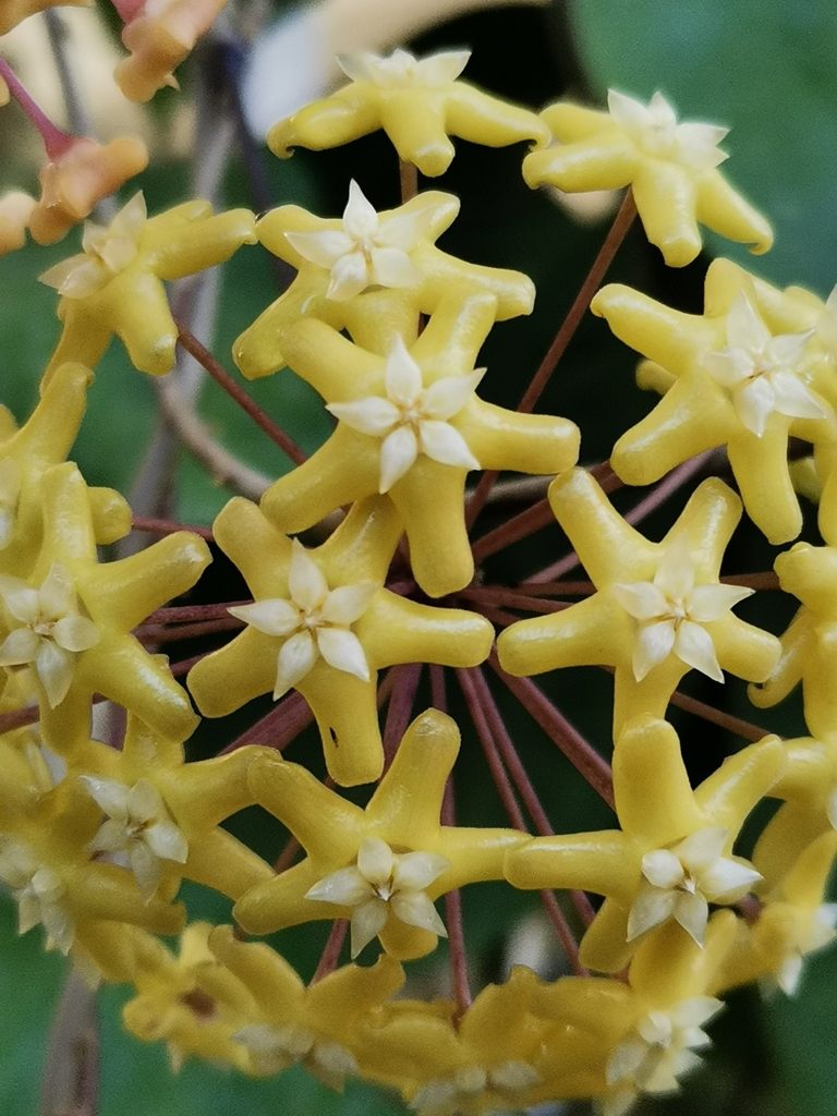Hoya pentaphlebia