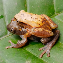 Bladder Reed Frog photo 4