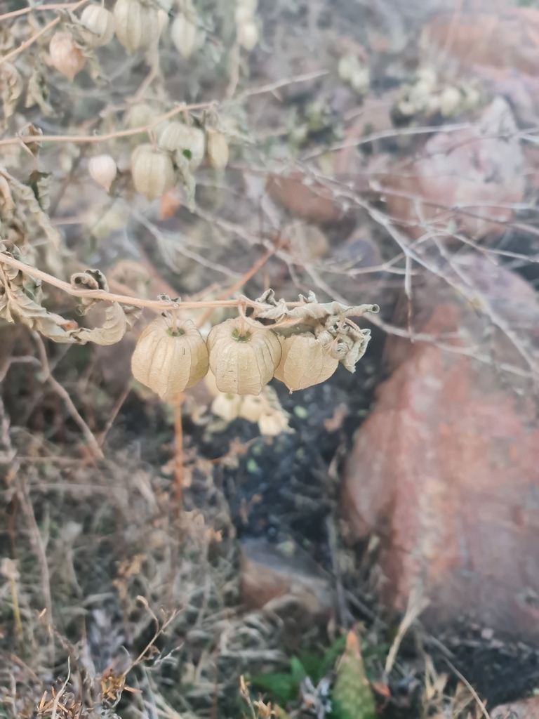cape-gooseberry-from-fochville-2515-south-africa-on-june-24-2023-at