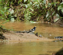 Enicurus immaculatus