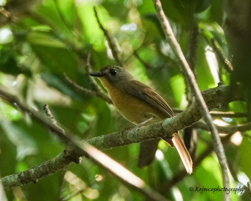 Cyornis poliogenys