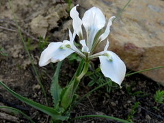 Moraea ciliata