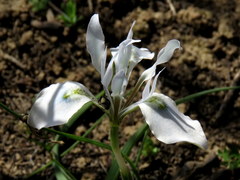 Moraea ciliata
