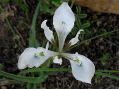 Moraea ciliata