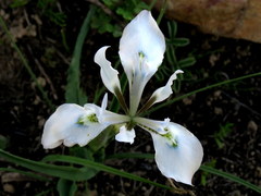 Moraea ciliata