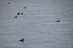 Rollandia microptera