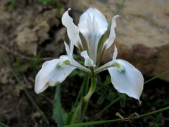 Moraea ciliata