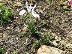 Moraea ciliata