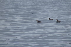 Rollandia microptera