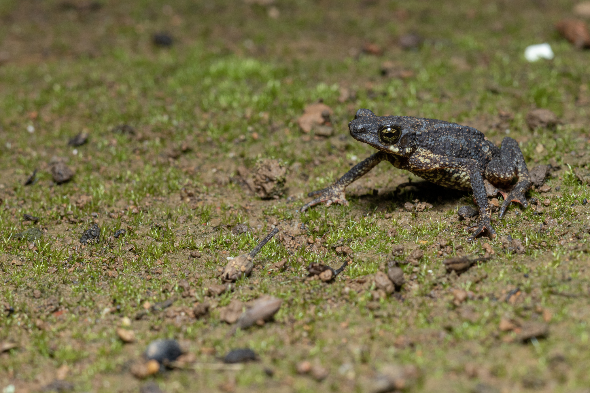 Pilok Stream Toad photo 3