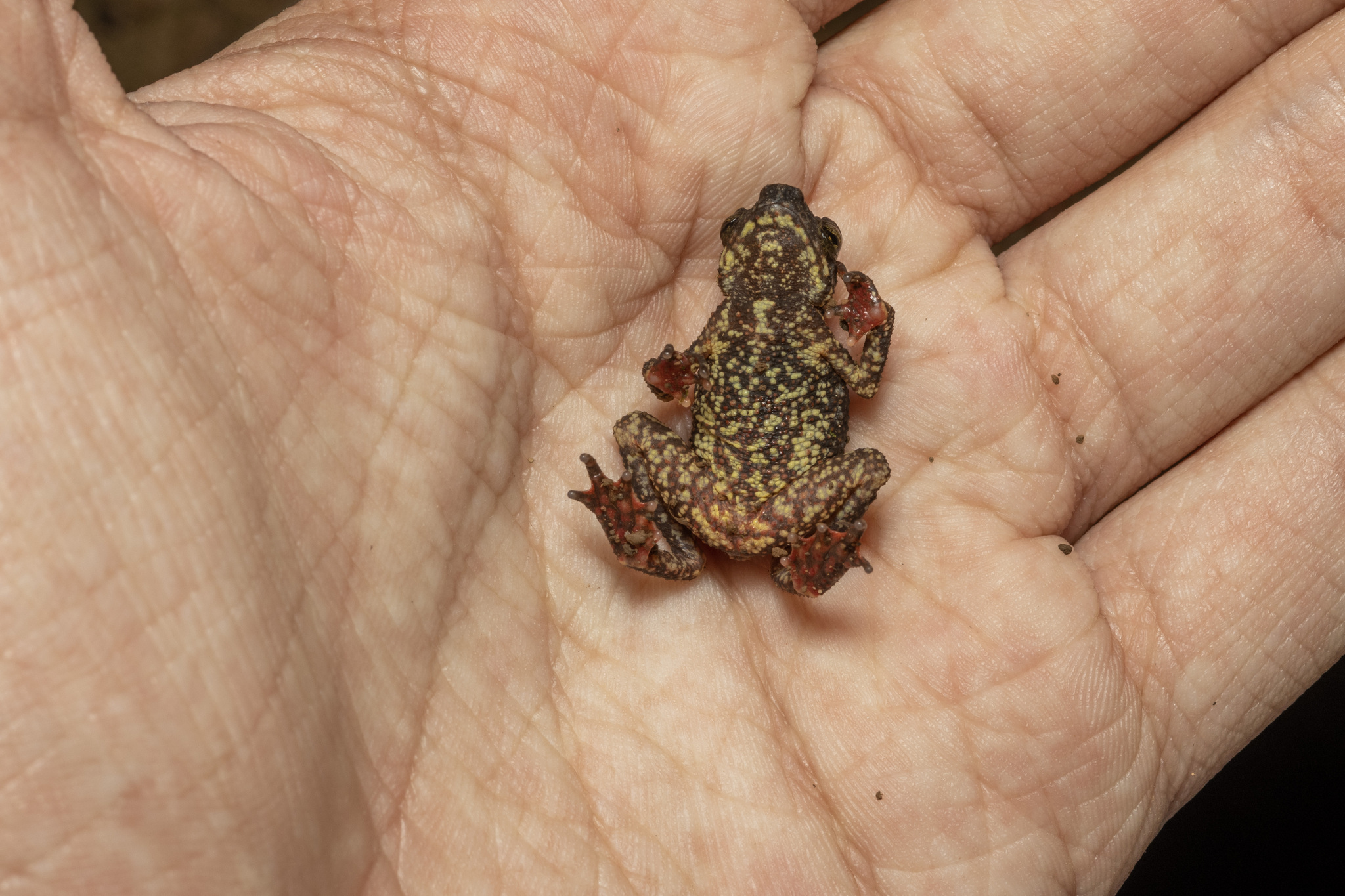 Pilok Stream Toad photo 4