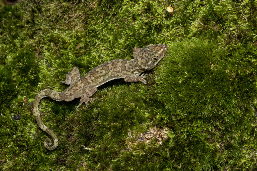 Thong Pha Phum Bent-Toed Gecko