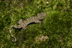 Thong Pha Phum Bent-Toed Gecko photo 1