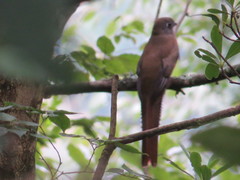 Trogon mexicanus