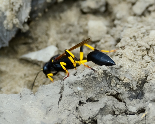 Sceliphron destillatorium nuotrauka