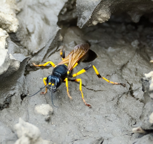 Sceliphron destillatorium nuotrauka