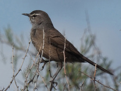 Cercotrichas coryphoeus coryphoeus