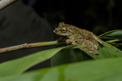 Boulenger's Bushfrog photo 3