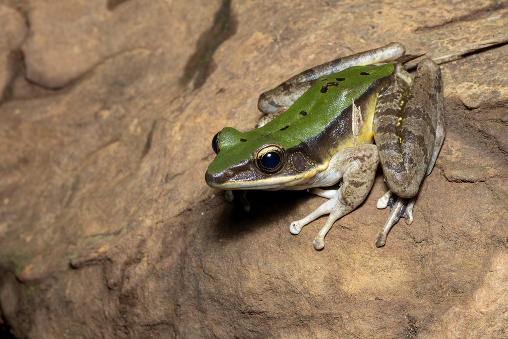 Bright Frog