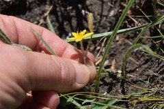 Hypoxis filiformis
