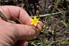 Hypoxis filiformis