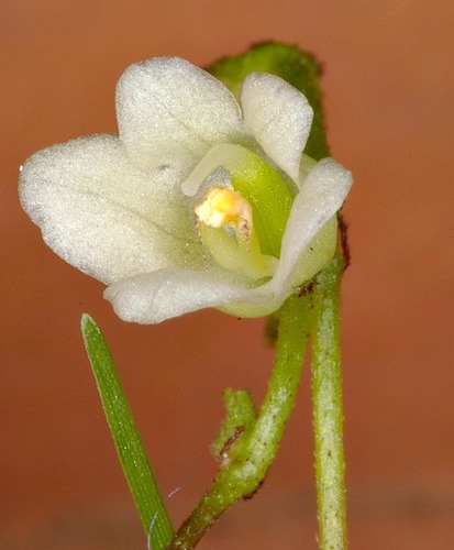 Streptocarpus micranthus