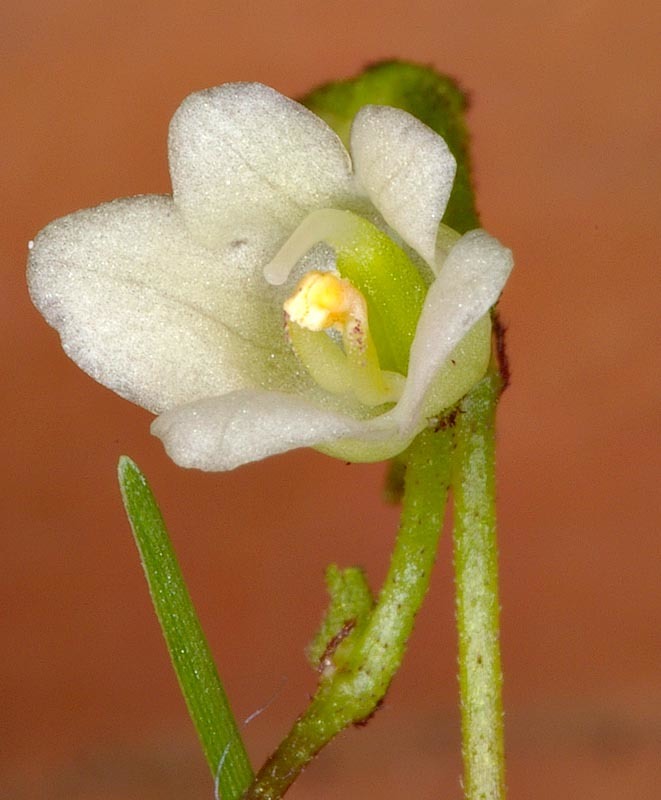 Streptocarpus micranthus