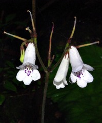 Streptocarpus wilmsii