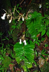 Streptocarpus wilmsii